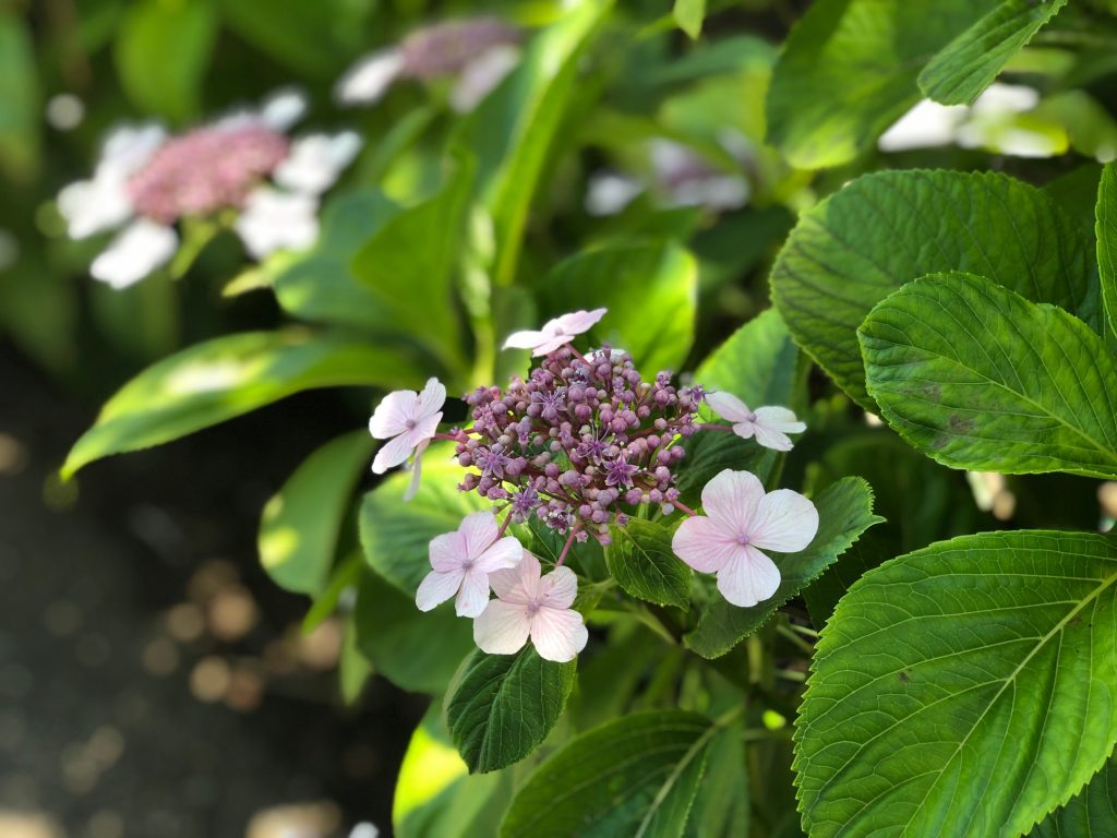 地域情報 葛西おすすめスポット 左近川親水緑道の紫陽花撮影してきました 地元葛西の不動産会社 佐萬不動産のブログ